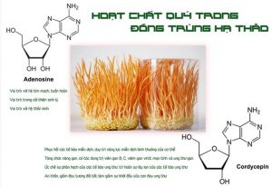 Adenosine và Cordycepin công thức hóa học